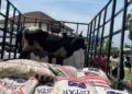 Two cows and bags of rice loaded on a pickup truck as part of George Weah’s condolence package returned by the Doe family