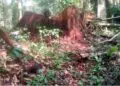 A large tree stump in the Gba Community Forest allegedly harvested illegally by Westwood Corporation outside the designated 450-acre zone.