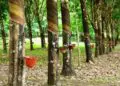 Rubber plantation showing latex tapping in Liberia illustrating rubber production sector