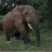 Cape Mount: Elephants Add New Towns to Crop-raiding Menu