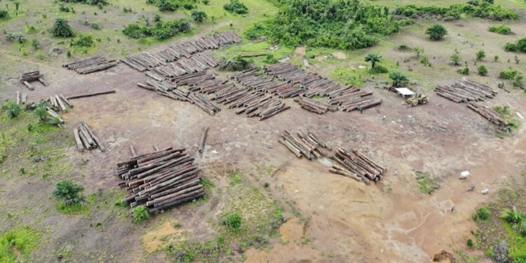 An Iroko Timber and Logging Company log yard outside Greenville, Sinoe County. The DayLight/Derick Snyder