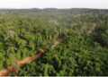 The Liberian government delays to pay communities their benefits from logging concessions, covering a million hectares of forests. The DayLight/Derick Snyder