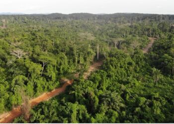 The Liberian government delays to pay communities their benefits from logging concessions, covering a million hectares of forests. The DayLight/Derick Snyder