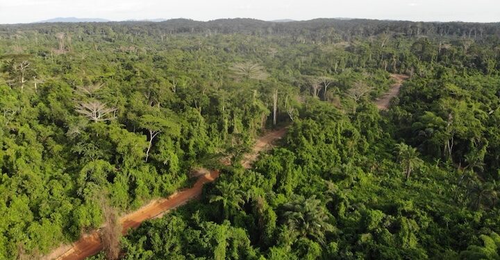 The Liberian government delays to pay communities their benefits from logging concessions, covering a million hectares of forests. The DayLight/Derick Snyder