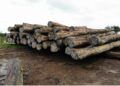 Some of the 431 logs Iroko Timber and Logging Company harvested and took about year and six months to export. The DayLight/Derick Snyder