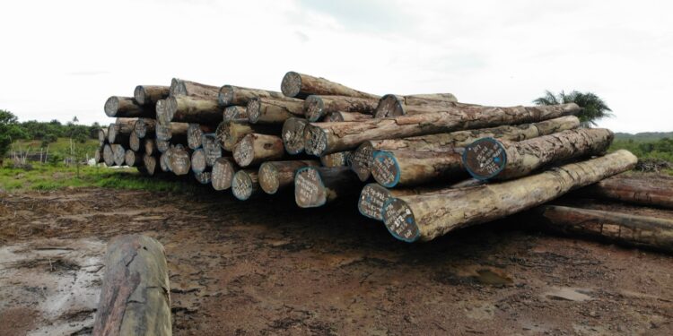 Some of the 431 logs Iroko Timber and Logging Company harvested and took about year and six months to export. The DayLight/Derick Snyder