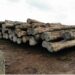 Some of the 431 logs Iroko Timber and Logging Company harvested and took about year and six months to export. The DayLight/Derick Snyder