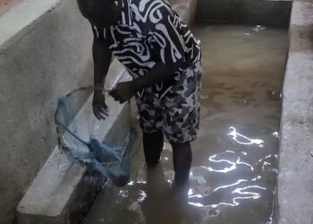 Franklin Workor harvests catfish from his backyard aquaculture pond in Kakata, promoting small-scale fish farming as a sustainable business model.