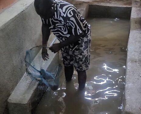 Franklin Workor harvests catfish from his backyard aquaculture pond in Kakata, promoting small-scale fish farming as a sustainable business model.