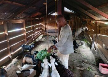 Joe N. Kermon, a Liberian livestock farmer, feeds his goats in a wooden barn in Sergeant Kollie’s Town, Bong County.