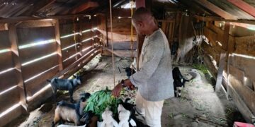 Joe N. Kermon, a Liberian livestock farmer, feeds his goats in a wooden barn in Sergeant Kollie’s Town, Bong County.