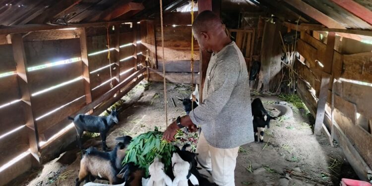 Joe N. Kermon, a Liberian livestock farmer, feeds his goats in a wooden barn in Sergeant Kollie’s Town, Bong County.