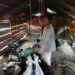 Joe N. Kermon, a Liberian livestock farmer, feeds his goats in a wooden barn in Sergeant Kollie’s Town, Bong County.
