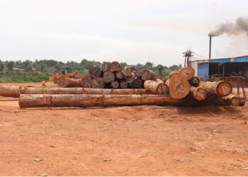 Timber logs stacked at Krish Veneer Industries’ yard in Buchanan, Grand Bassa County, Liberia, where Vice President Jeremiah Koung dedicated the controversial sawmill in 2025.