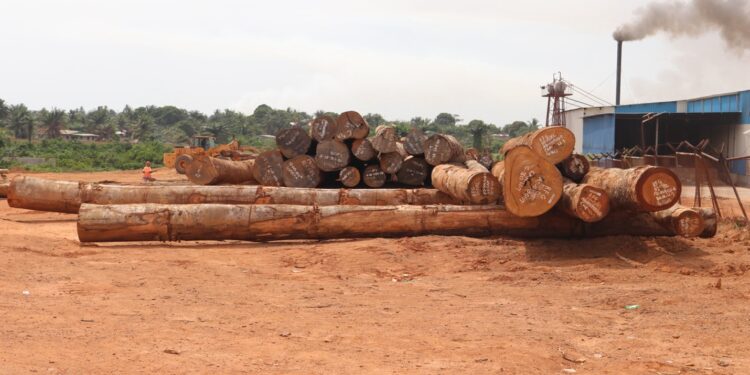 Timber logs stacked at Krish Veneer Industries’ yard in Buchanan, Grand Bassa County, Liberia, where Vice President Jeremiah Koung dedicated the controversial sawmill in 2025.