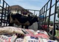 Two cows and bags of rice loaded on a pickup truck as part of George Weah’s condolence package returned by the Doe family