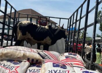 Two cows and bags of rice loaded on a pickup truck as part of George Weah’s condolence package returned by the Doe family