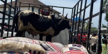 Two cows and bags of rice loaded on a pickup truck as part of George Weah’s condolence package returned by the Doe family