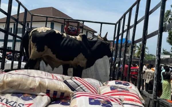 Two cows and bags of rice loaded on a pickup truck as part of George Weah’s condolence package returned by the Doe family