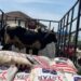Two cows and bags of rice loaded on a pickup truck as part of George Weah’s condolence package returned by the Doe family