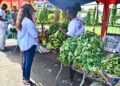 A woman buys fresh plantains and leafy vegetables from local vendors at UNIDO's Grow-2 Farmers’ Market in Monrovia, Liberia – June 2025.