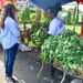 A woman buys fresh plantains and leafy vegetables from local vendors at UNIDO's Grow-2 Farmers’ Market in Monrovia, Liberia – June 2025.