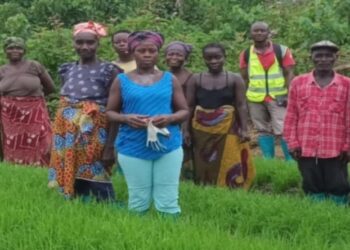 Group of Liberian farmers standing in a lush rice field, calling for continued agricultural support under the CHAP project.