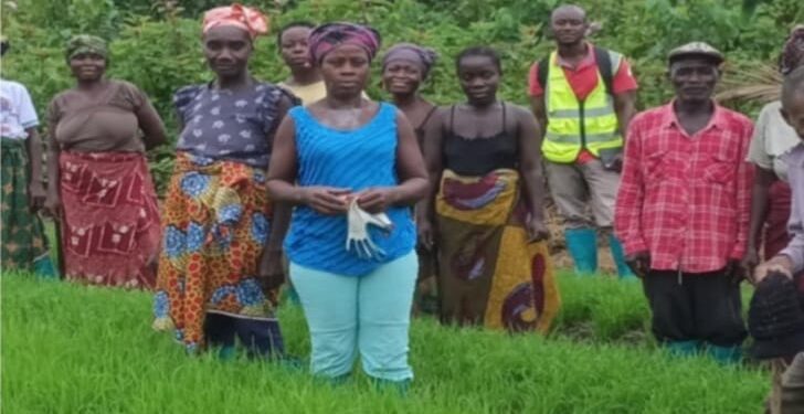 Group of Liberian farmers standing in a lush rice field, calling for continued agricultural support under the CHAP project.