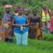 Group of Liberian farmers standing in a lush rice field, calling for continued agricultural support under the CHAP project.