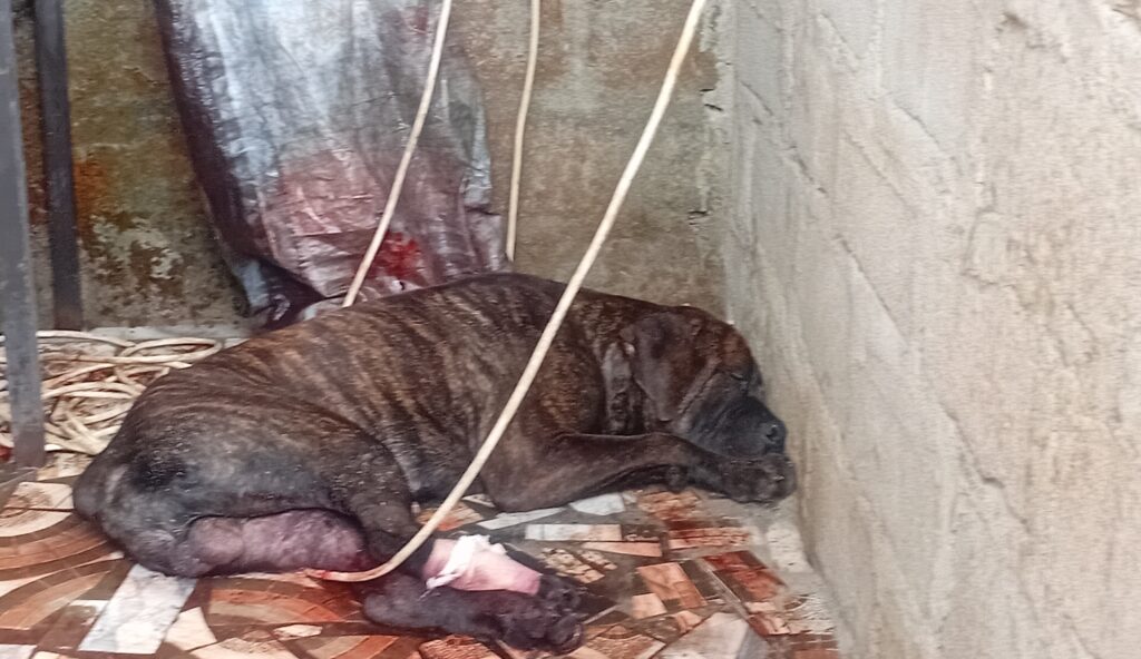 Injured dog lying on a blood-stained tiled floor after allegedly being shot by police during a disputed eviction in Mount Barclay, Liberia, on June 10, 2025.