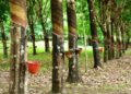 Rubber trees with attached cups collecting latex at a plantation in Liberia, highlighting the country’s efforts to regulate rubber prices to protect local farmers.