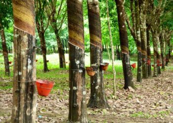 Rubber trees with attached cups collecting latex at a plantation in Liberia, highlighting the country’s efforts to regulate rubber prices to protect local farmers.