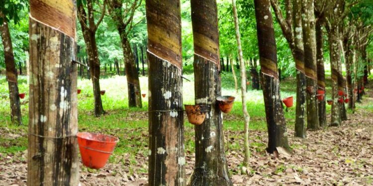 Rubber trees with attached cups collecting latex at a plantation in Liberia, highlighting the country’s efforts to regulate rubber prices to protect local farmers.