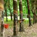 Rubber trees with attached cups collecting latex at a plantation in Liberia, highlighting the country’s efforts to regulate rubber prices to protect local farmers.