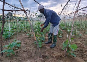 A farmworker tending vegetable crops at SANKOFA Farm in Bong County, Liberia — a model for sustainable agriculture and food sovereignty