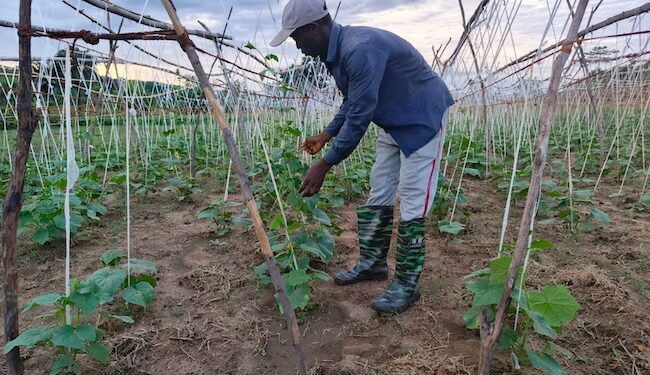 A farmworker tending vegetable crops at SANKOFA Farm in Bong County, Liberia — a model for sustainable agriculture and food sovereignty