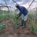 A farmworker tending vegetable crops at SANKOFA Farm in Bong County, Liberia — a model for sustainable agriculture and food sovereignty