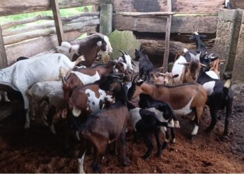Goats in a livestock pen at SANKOFA Farms in Bong County, Liberia