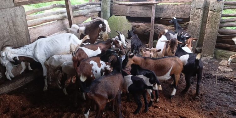 Goats in a livestock pen at SANKOFA Farms in Bong County, Liberia