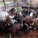 Goats in a livestock pen at SANKOFA Farms in Bong County, Liberia