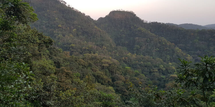 Dense forest covers Mount Wologisi’s towering slopes in Lofa County, Liberia, at sunset—a sacred and resource-rich landscape at the center of a heated national debate over mining and development