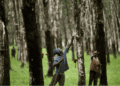 man tapping rubber in rubber plantation