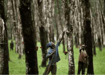 man tapping rubber in rubber plantation