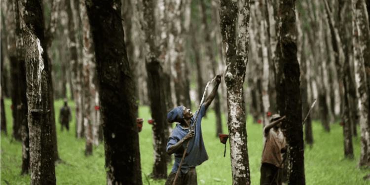 man tapping rubber in rubber plantation