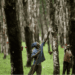 man tapping rubber in rubber plantation