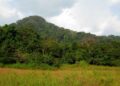 Liberian forest