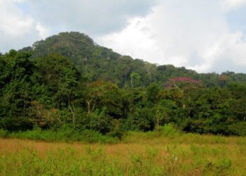 Liberian forest