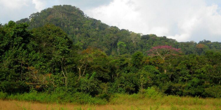 Liberian forest