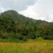 Liberian forest