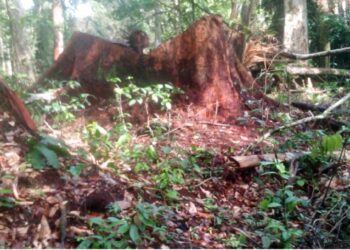 A large tree stump in the Gba Community Forest allegedly harvested illegally by Westwood Corporation outside the designated 450-acre zone.